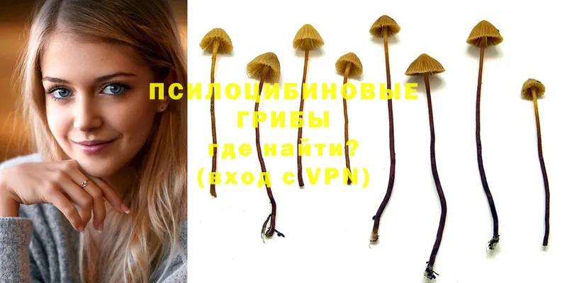 наркотики  Нижняя Салда  Псилоцибиновые грибы Psilocybe 